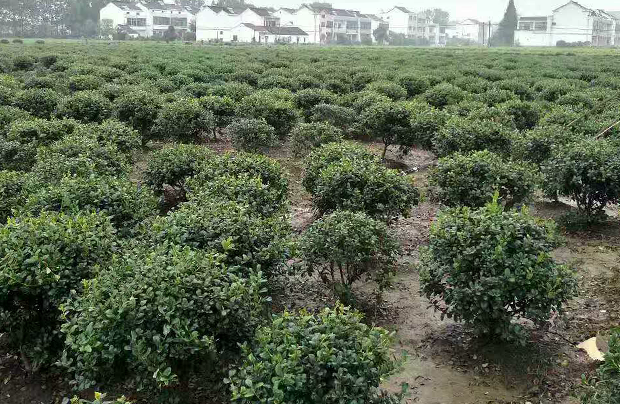 專業(yè)裝車，苗木成活率高