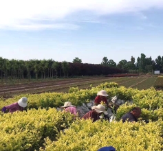 綠化小苗現(xiàn)場